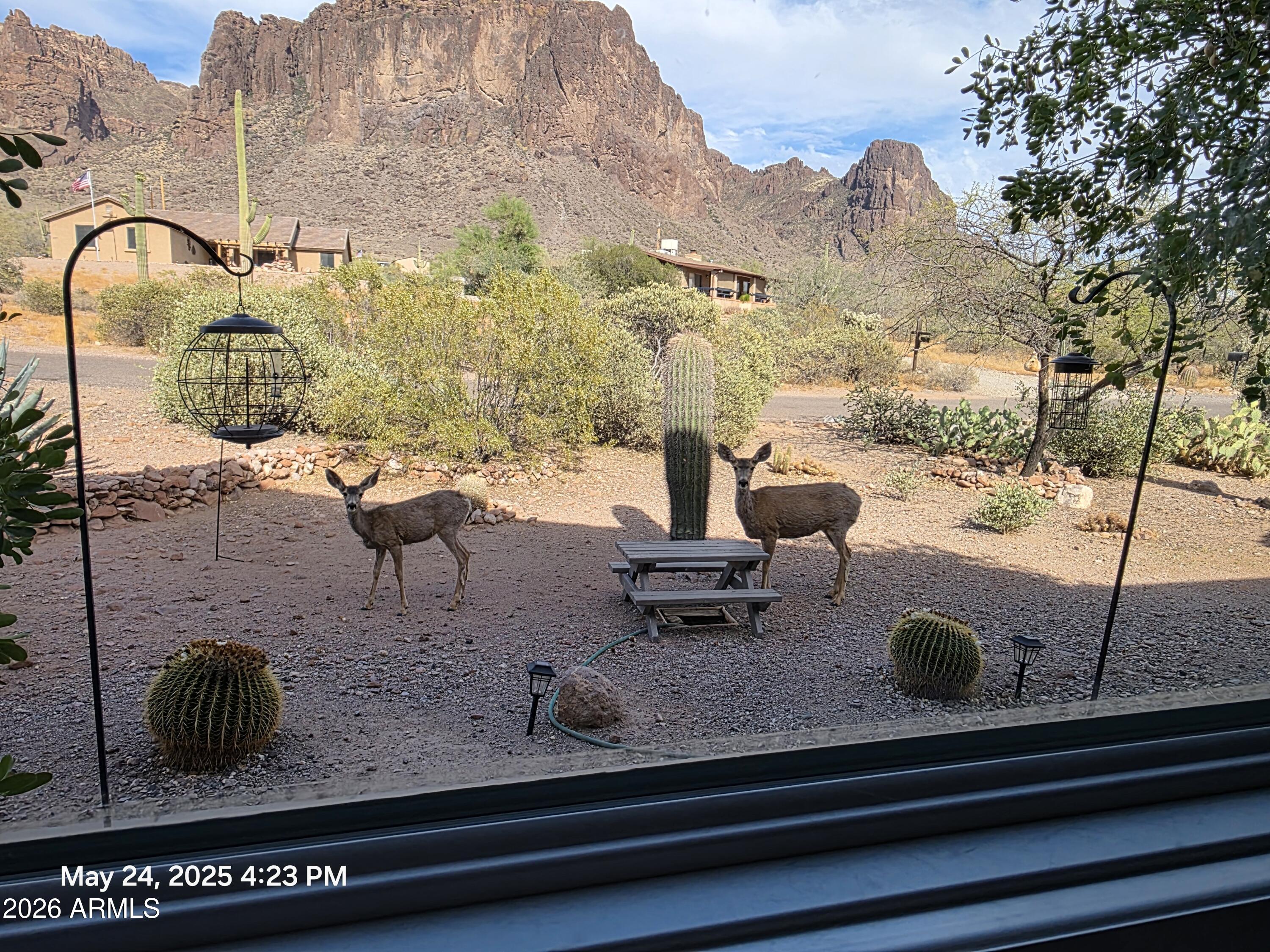 2564 North Charlebois Road Apache Junction, AZ 85119 - Photo 153 of 154 Nature right outside your window