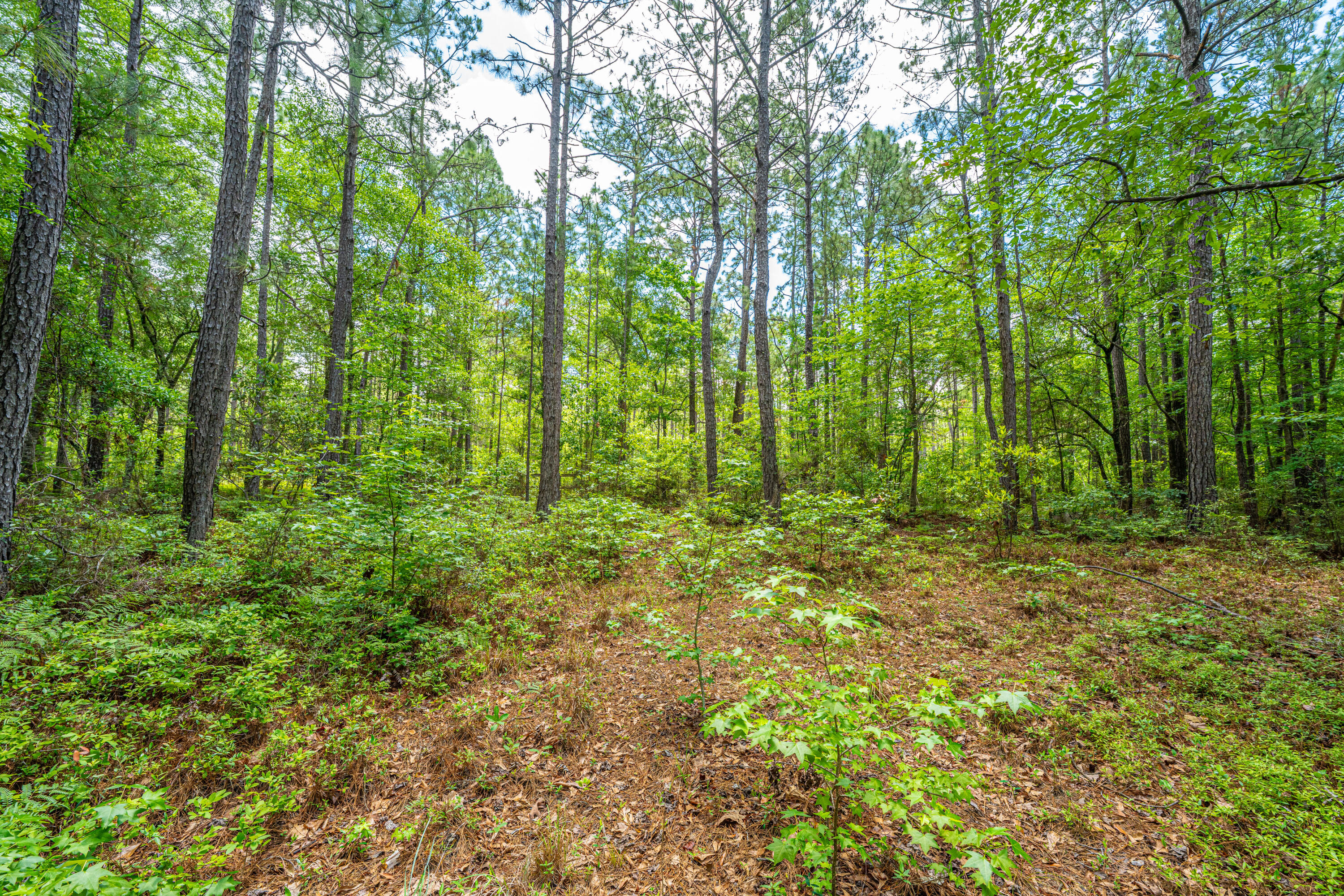 135 Timilstone Court Huger, SC 29450 - Photo 23 of 26 135TimilstoneCt015