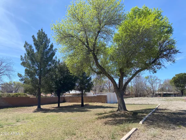 a view of a tree in a yard