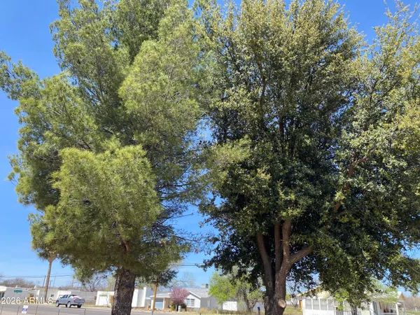 a view of a yard with a tree