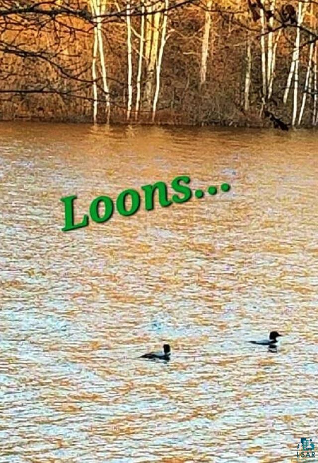 2520 Bony Lake Road Barnes, WI 54873 - Photo 36 of 44 Loons
