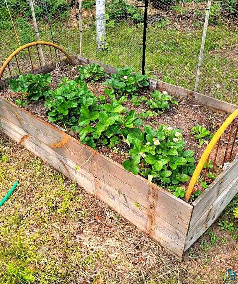 2520 Bony Lake Road Barnes, WI 54873 - Photo 8 of 44 Three year strawberry bed