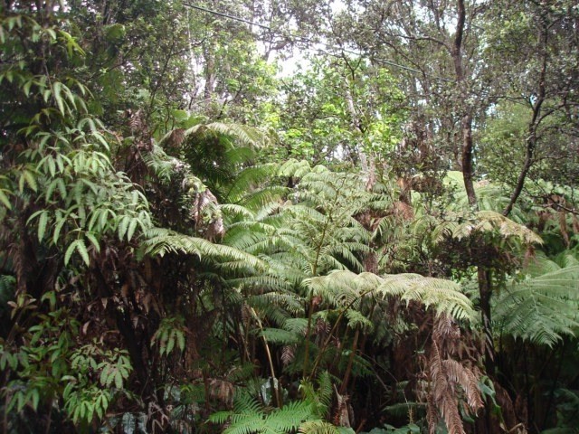 99 Kalaninauli Road Volcano, HI 96785 - Photo 1 of 4 Gallery Image 1