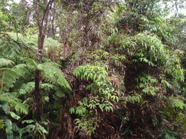 99 Kalaninauli Road Volcano, HI 96785 - Photo 2 of 4 Gallery Image 2