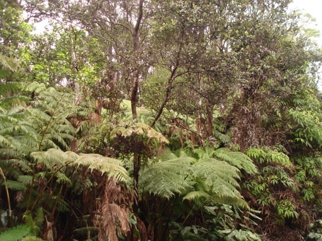 99 Kalaninauli Road Volcano, HI 96785 - Photo 3 of 4 Gallery Image 3