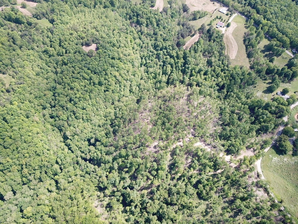 8 Back Bone Road Sparta, TN 38583 - Photo 36 of 41 a view of a lush green forest