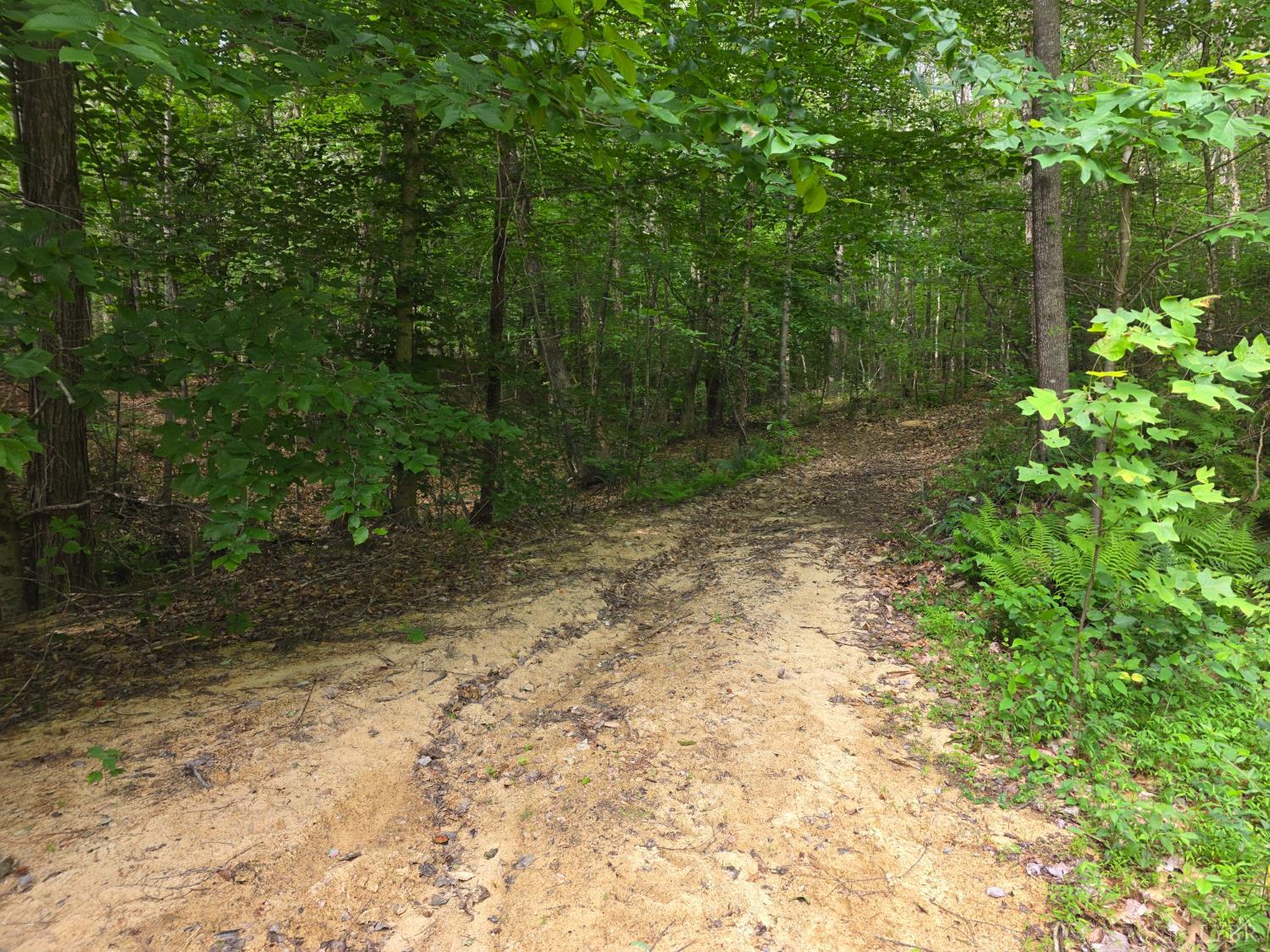 1408 Coleman Mountain Road Appomattox, VA 24522 - Photo 62 of 85 a view of a yard with plants and large trees