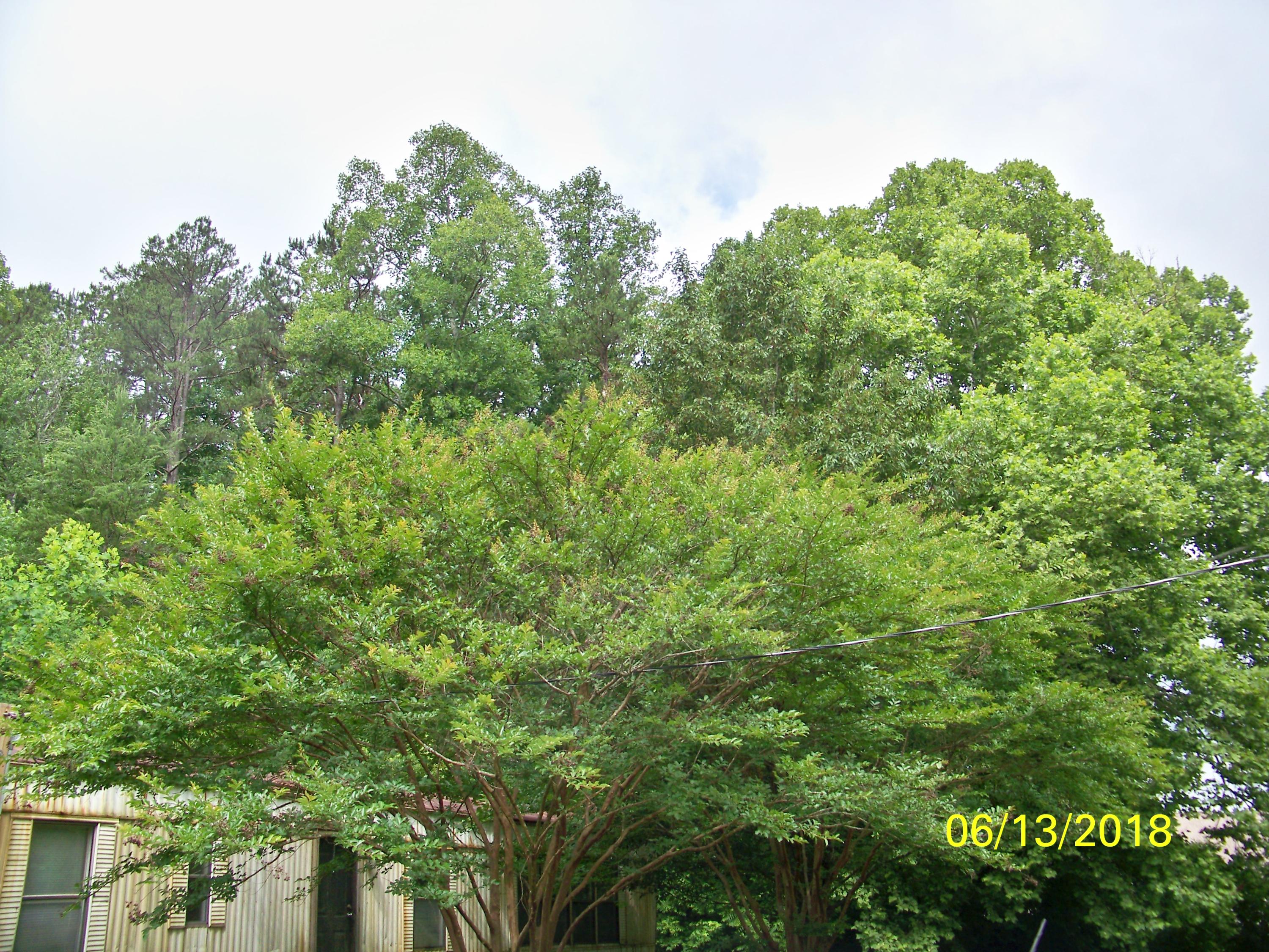 226 Colbaugh Road Decatur, TN 37322 - Photo 2 of 8 100_7138