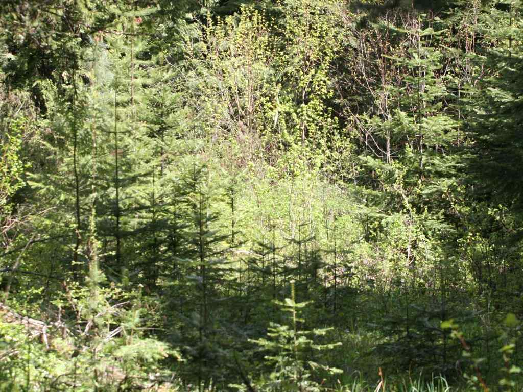 42716 North Hatch Road Deer Park, WA 99006 - Photo 15 of 18 Gallery Image 15