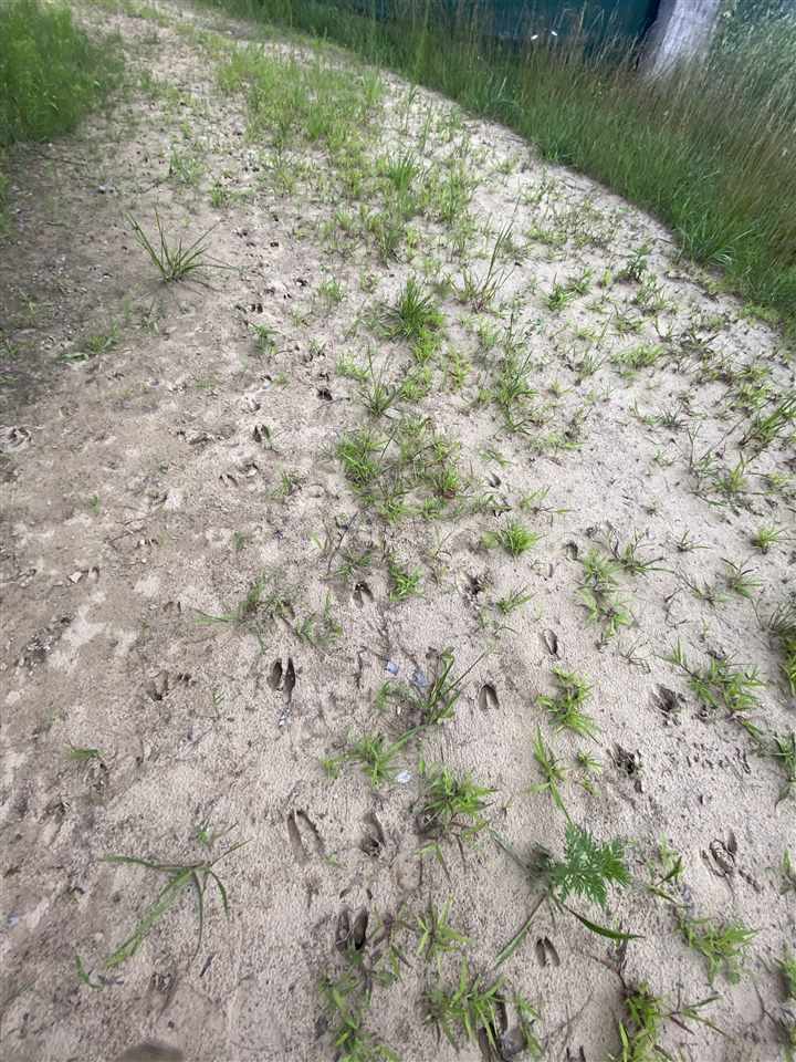 0 North Flajole Road Rhodes, MI 48652 - Photo 4 of 16