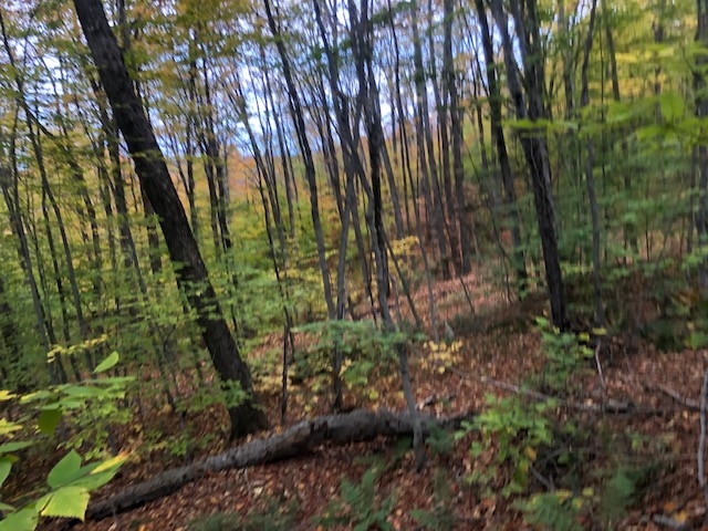Softwood Road Wolcott, VT 05680 - Photo 2 of 18 Gallery Image 2