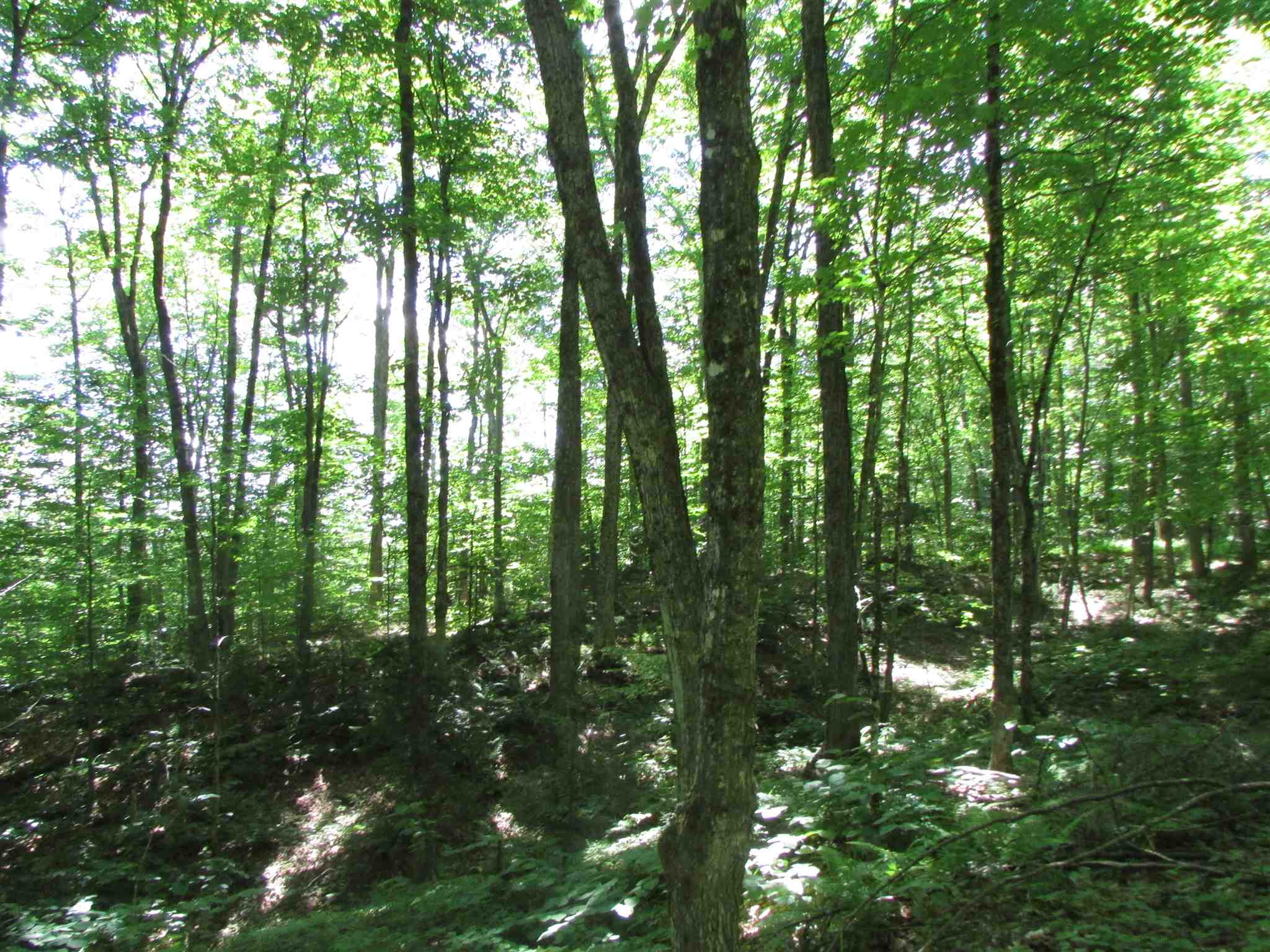 Softwood Road Wolcott, VT 05680 - Photo 12 of 18 Gallery Image 12