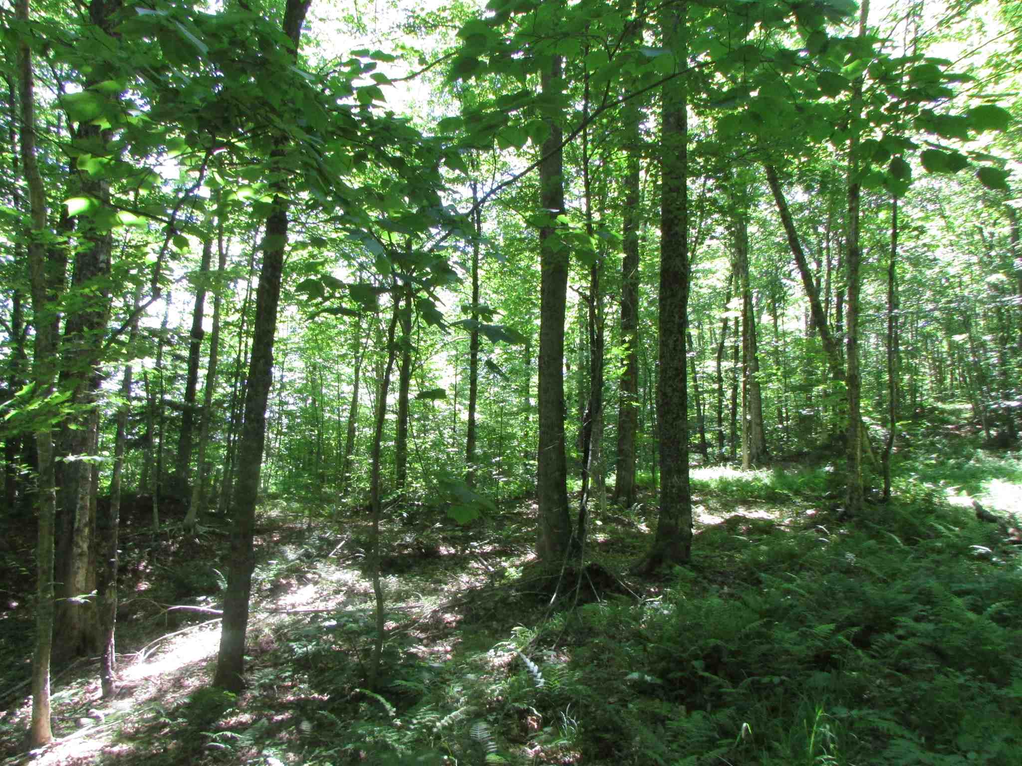 Softwood Road Wolcott, VT 05680 - Photo 13 of 18 Gallery Image 13
