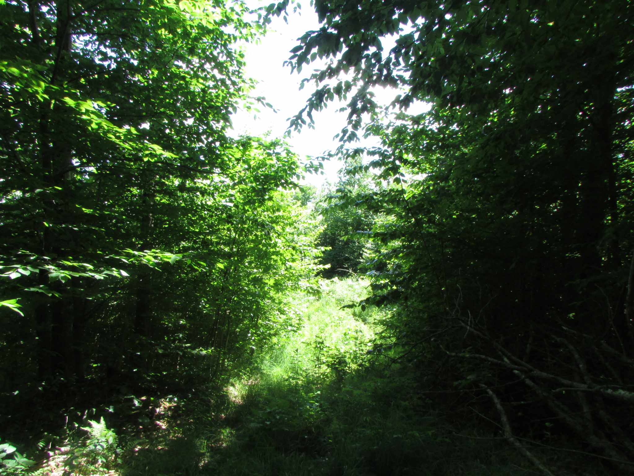 Softwood Road Wolcott, VT 05680 - Photo 15 of 18 Gallery Image 15