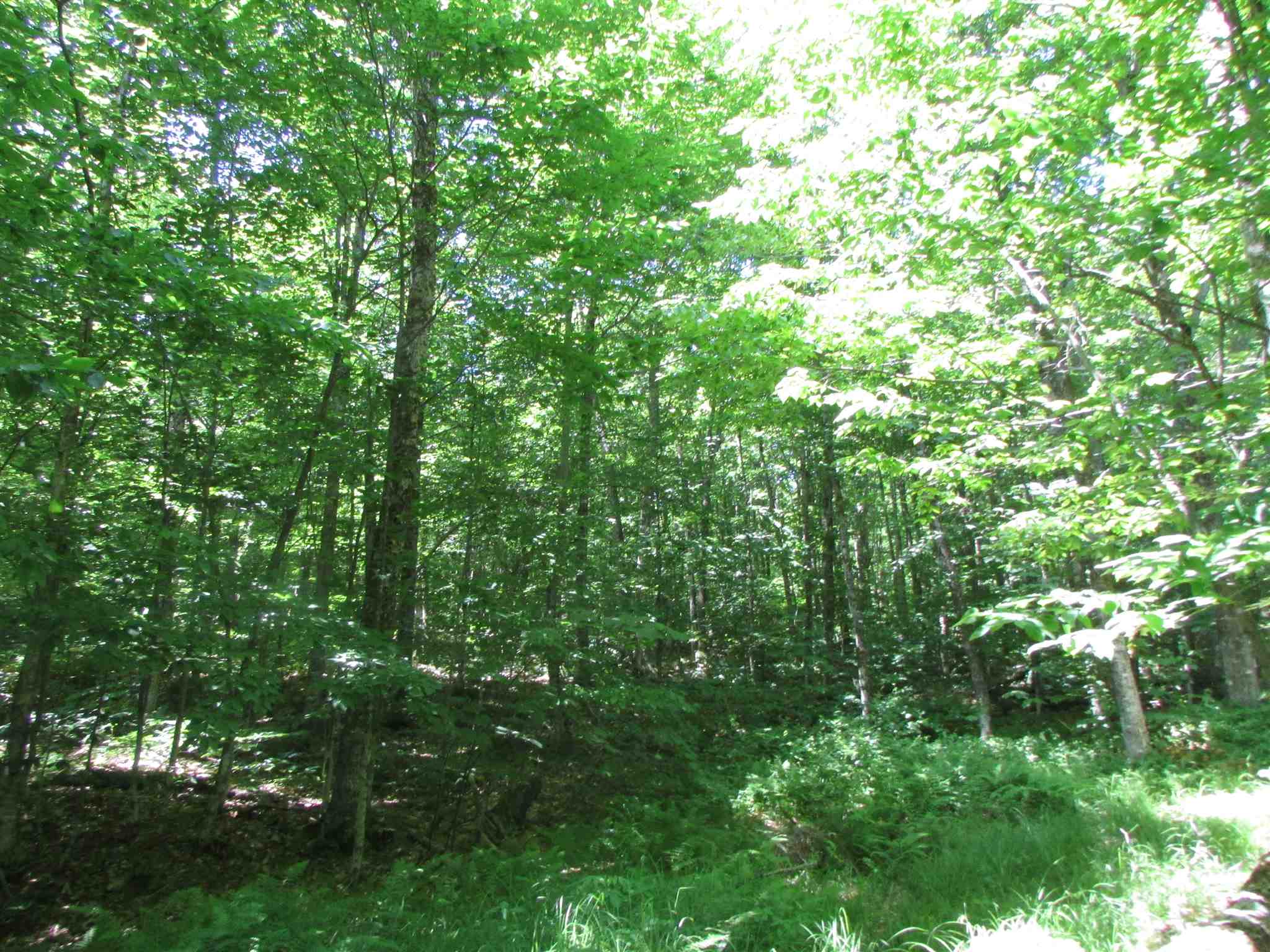 Softwood Road Wolcott, VT 05680 - Photo 16 of 18 Gallery Image 16