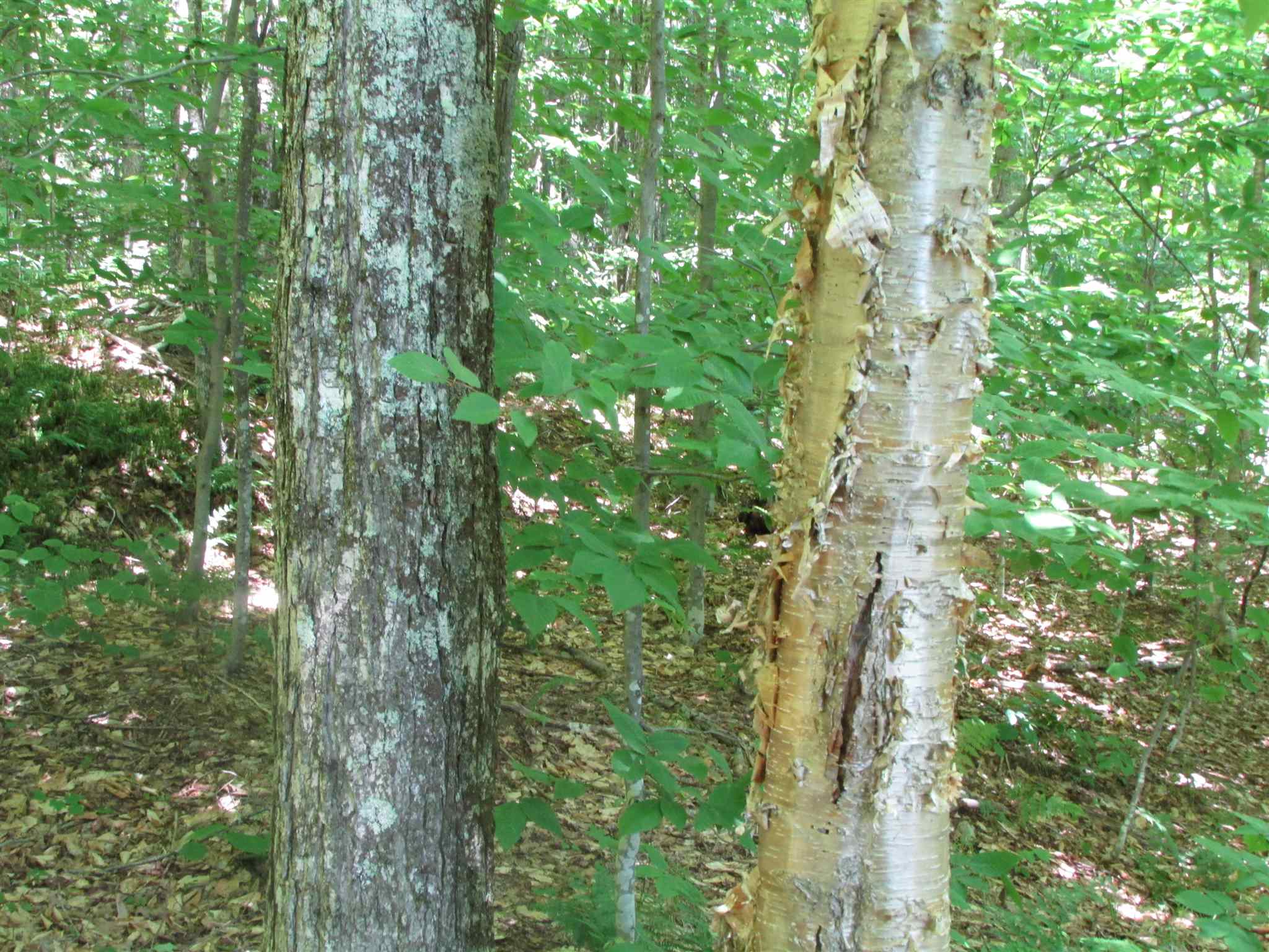 Softwood Road Wolcott, VT 05680 - Photo 17 of 18 Gallery Image 17