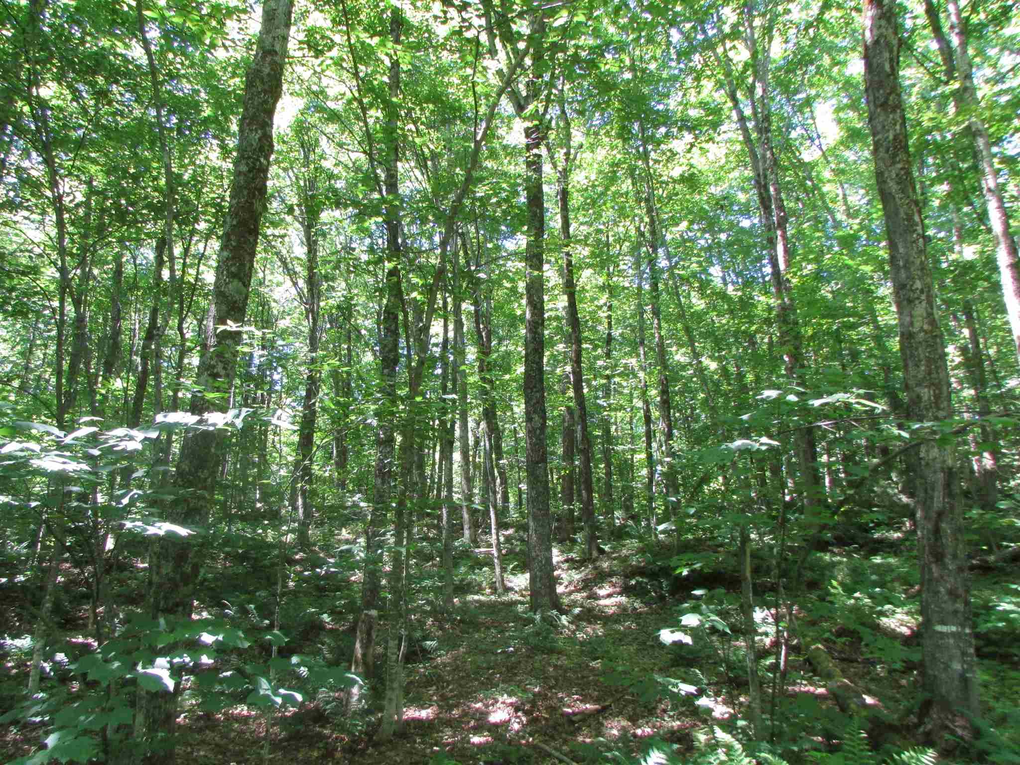 Softwood Road Wolcott, VT 05680 - Photo 18 of 18 Gallery Image 18