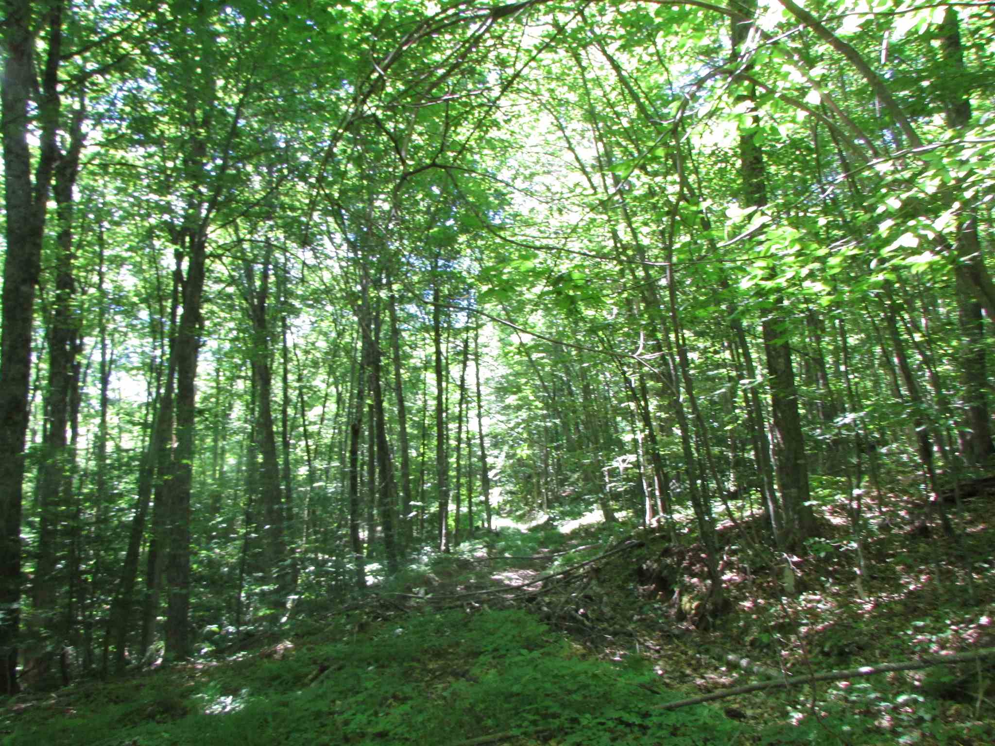 Softwood Road Wolcott, VT 05680 - Photo 4 of 18 Gallery Image 4