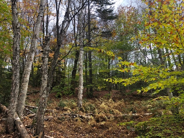 Softwood Road Wolcott, VT 05680 - Photo 5 of 18 Gallery Image 5