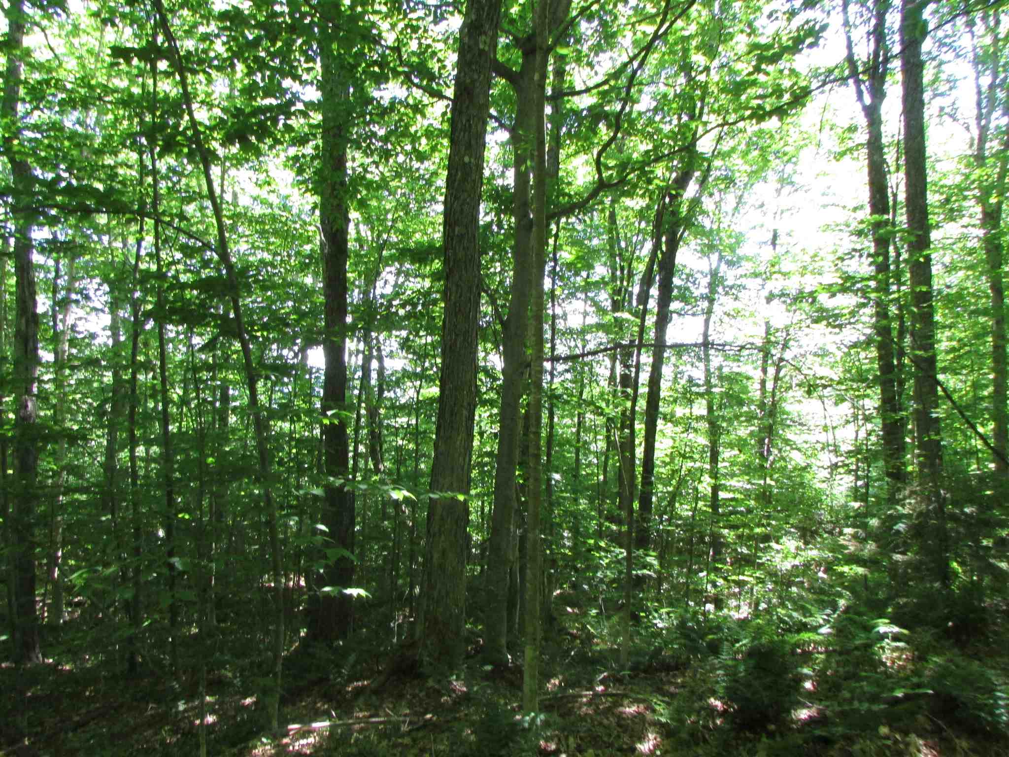 Softwood Road Wolcott, VT 05680 - Photo 6 of 18 Gallery Image 6