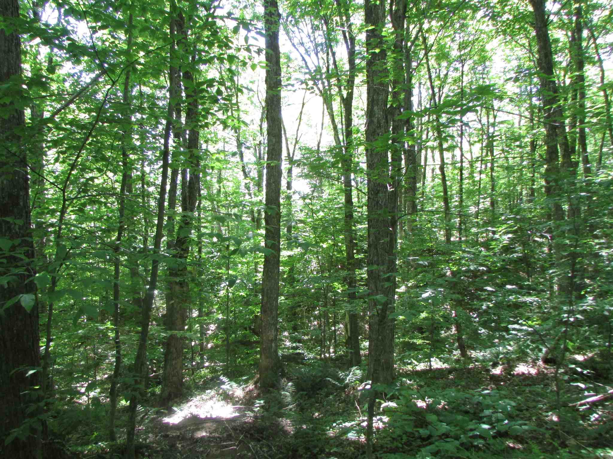 Softwood Road Wolcott, VT 05680 - Photo 10 of 18 Gallery Image 10