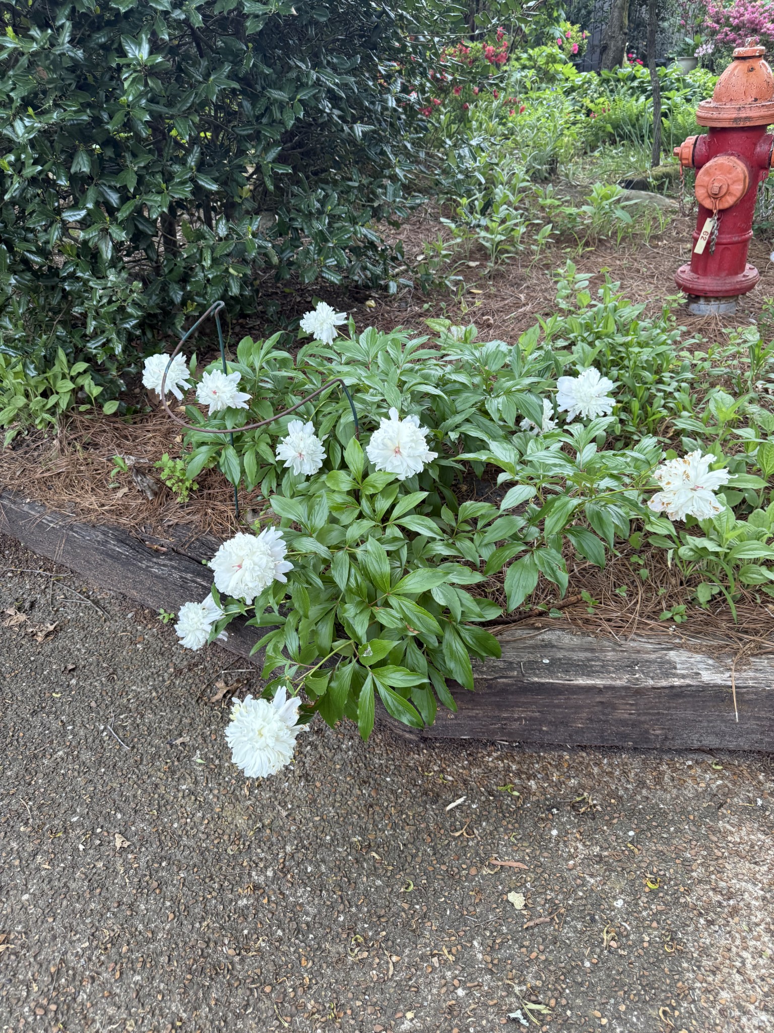 901 Holly Forest Nashville, TN 37221 - Photo 17 of 18 a bunch of flowers in a garden