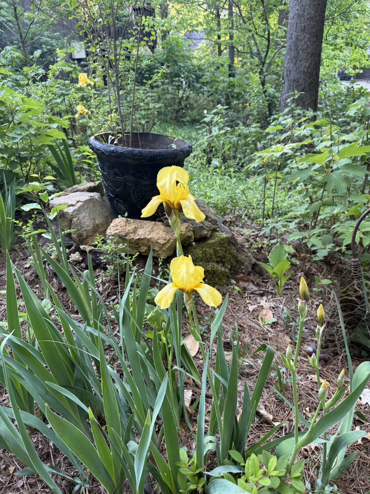 901 Holly Forest Nashville, TN 37221 - Photo 18 of 18 a backyard of a house with a table and chairs