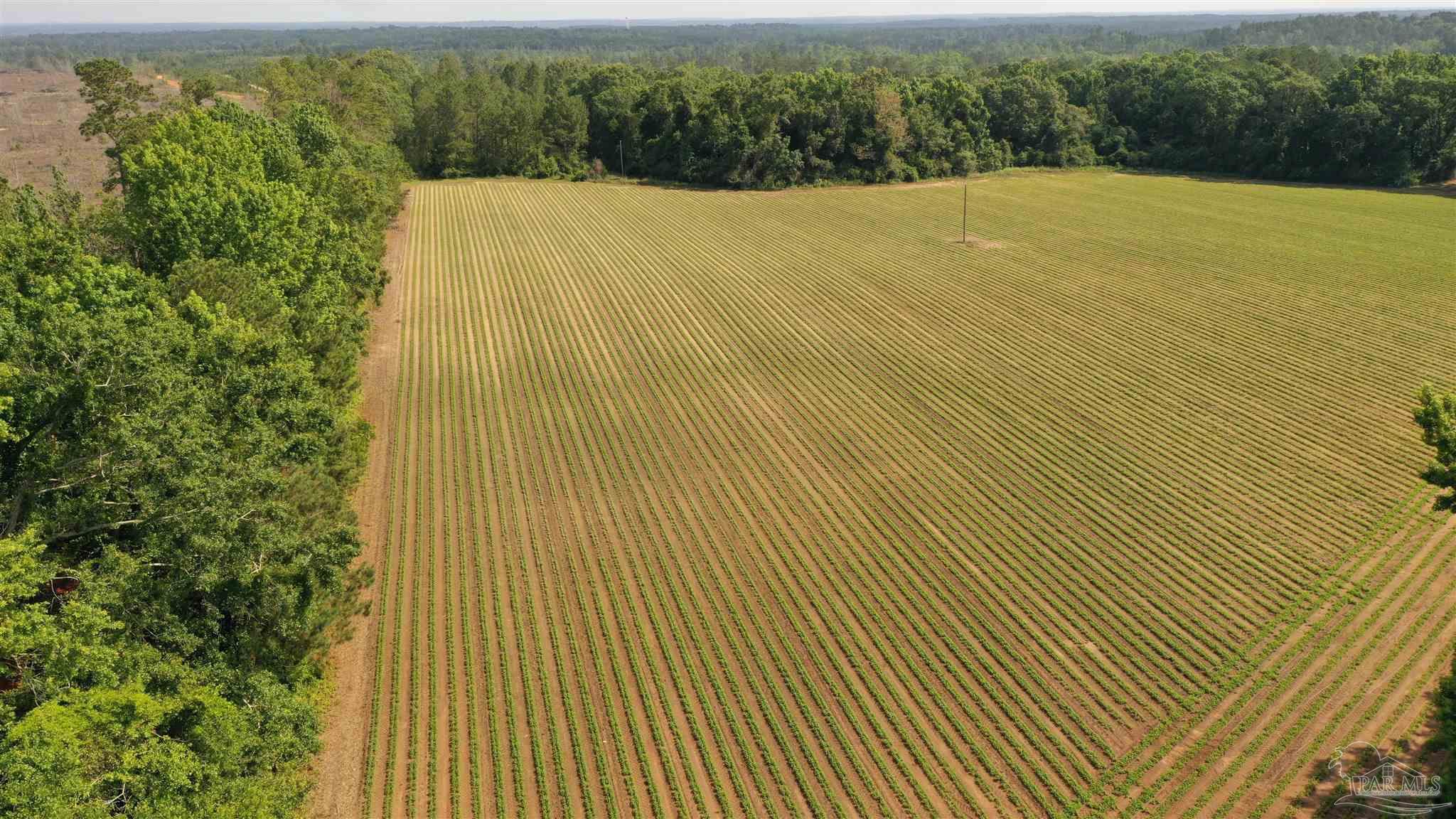 Lot 6 Travis Road Brewton, AL 36426 - Photo 6 of 6