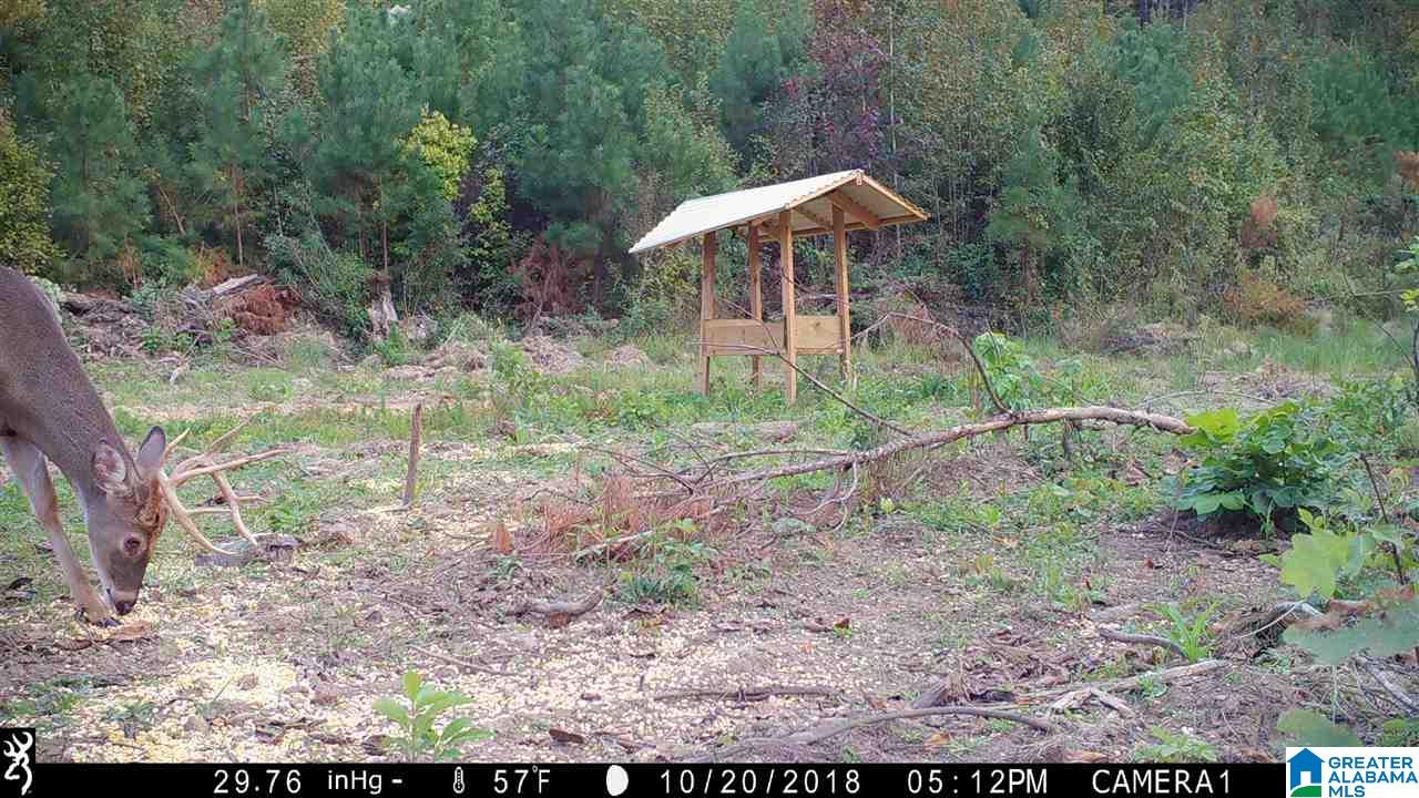 0 Bulldog Bend Road Brierfield, AL 35035 - Photo 7 of 32