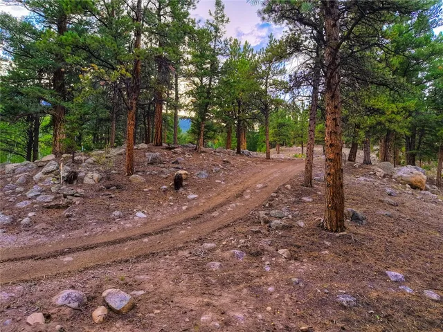 a view of a backyard with trees