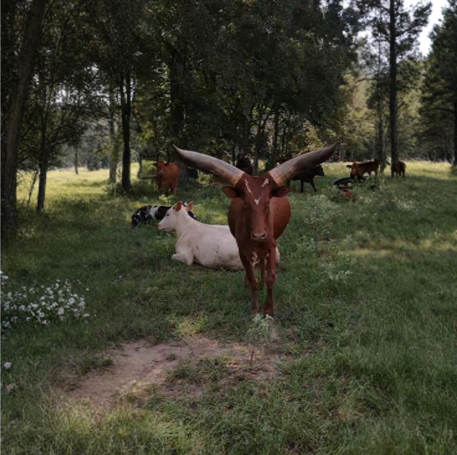 0 Mellman Road Hempstead, TX 77445 - Photo 13 of 14