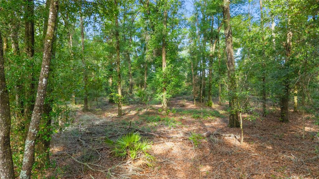 6679 Northwest 27th Place Bell, FL 32619 - Photo 10 of 55