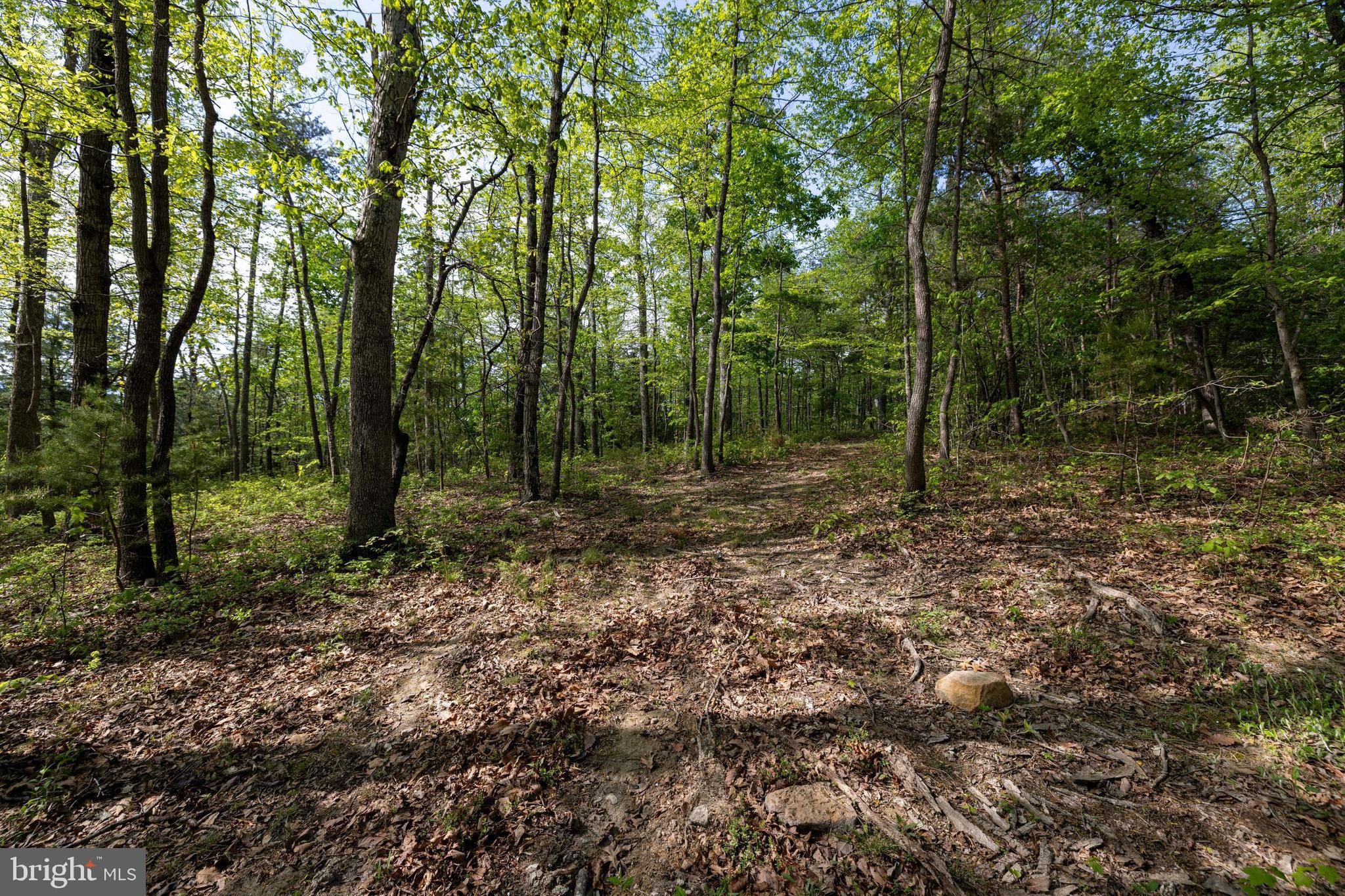 H49 Cross Creek Road Luray, VA 22835 - Photo 39 of 46 a view of a forest with trees in the background