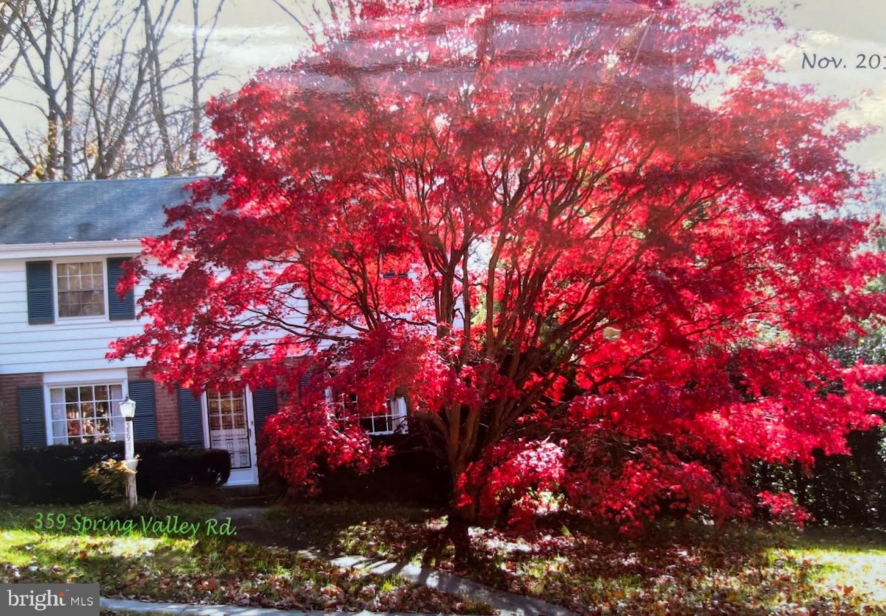 359 Spring Valley Road Springfield, PA 19064 - Photo 2 of 27 Japanese Maple in front of home