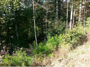 1088 Shiloh Road Erwin, TN 37650 - Photo 2 of 5 Photo 2