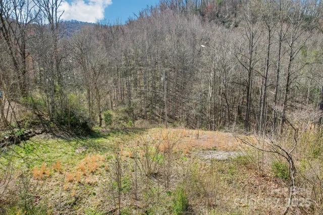 a view of a plants and trees