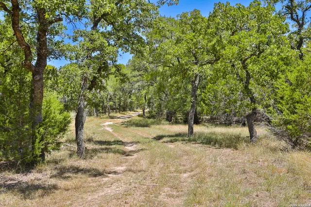 a view of a tree in the middle of a yard