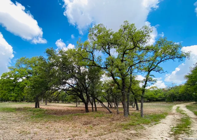 a view of a yard with a tree