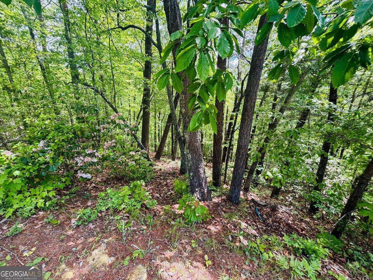 0 Rosen Strasse Helen, GA 30545 - Photo 6 of 11