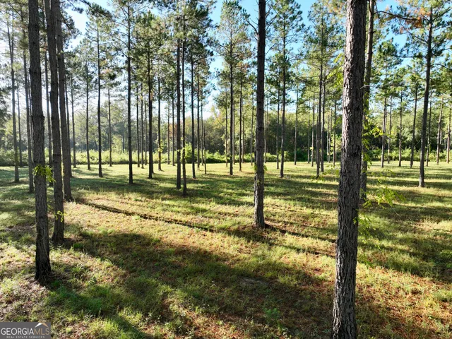 a view of a forest with trees in the background