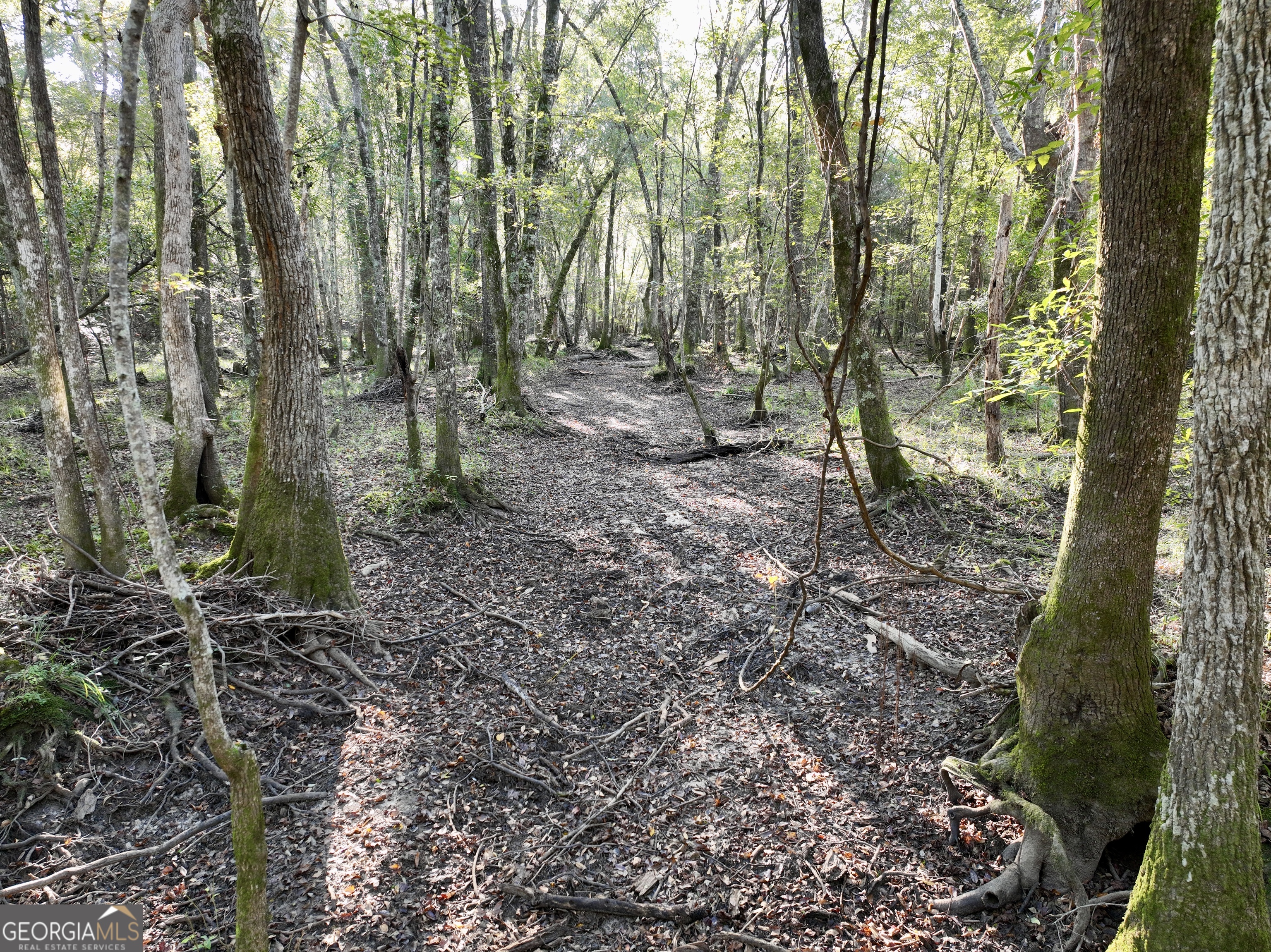 0 Lower River Road Eastman, GA 31023 - Photo 18 of 56 a view of a forest with trees in the background