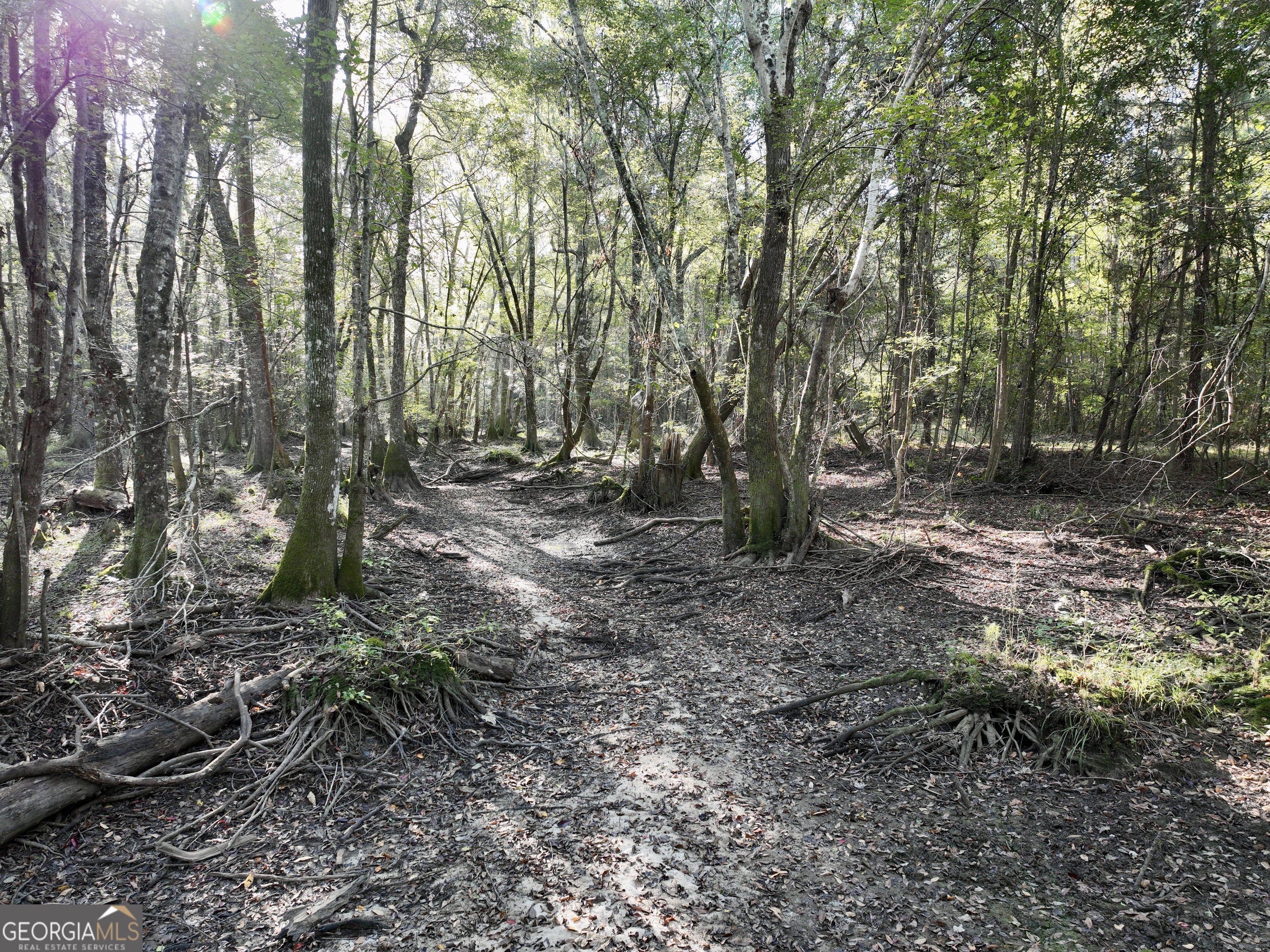 0 Lower River Road Eastman, GA 31023 - Photo 19 of 56 a view of a forest with trees in the background