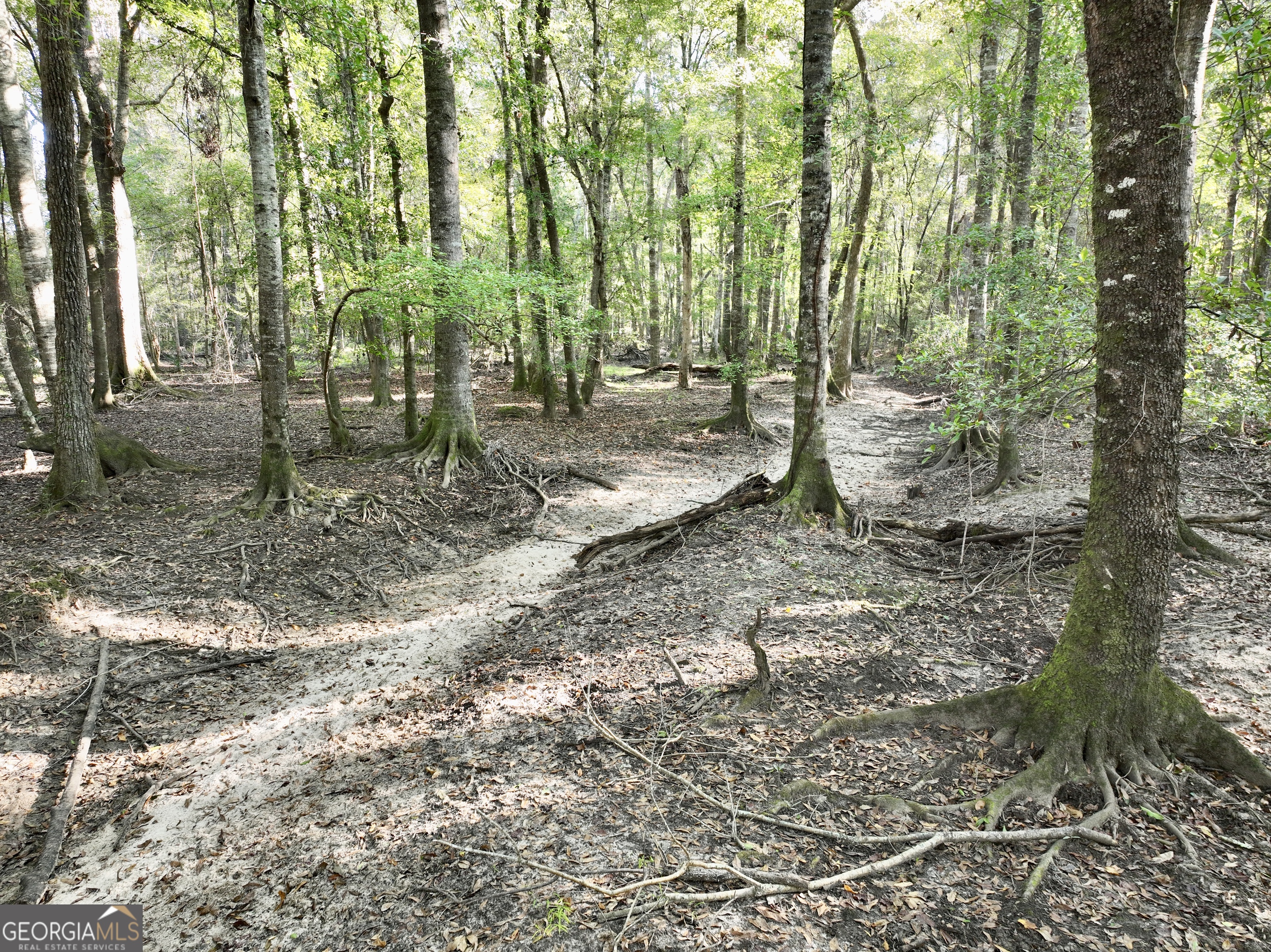 0 Lower River Road Eastman, GA 31023 - Photo 2 of 56 a view of outdoor space with lots of trees