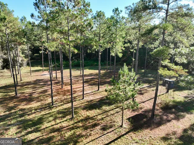 a view of a lush green forest with a tree