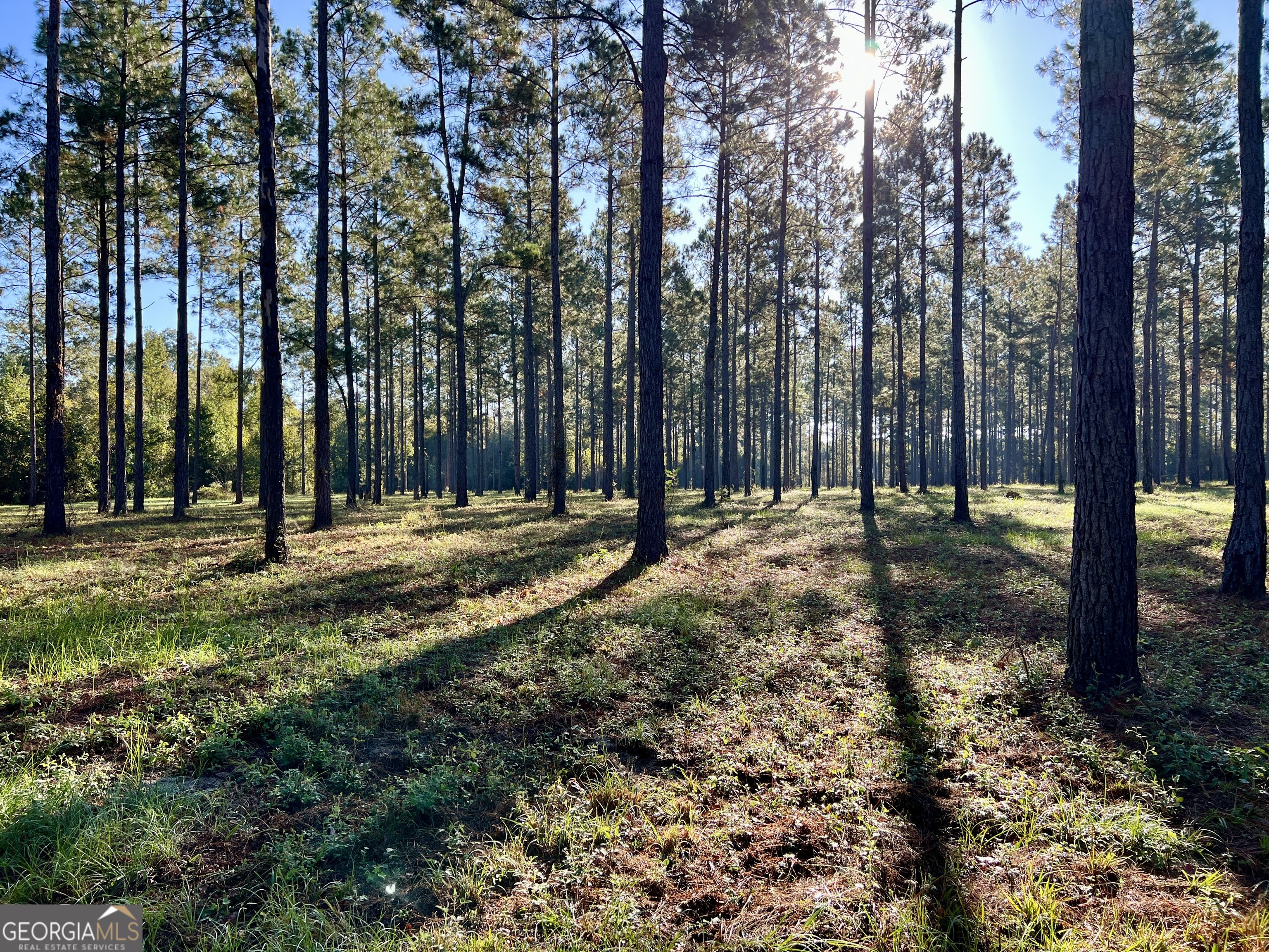 0 Lower River Road Eastman, GA 31023 - Photo 30 of 56 a view of outdoor space with trees