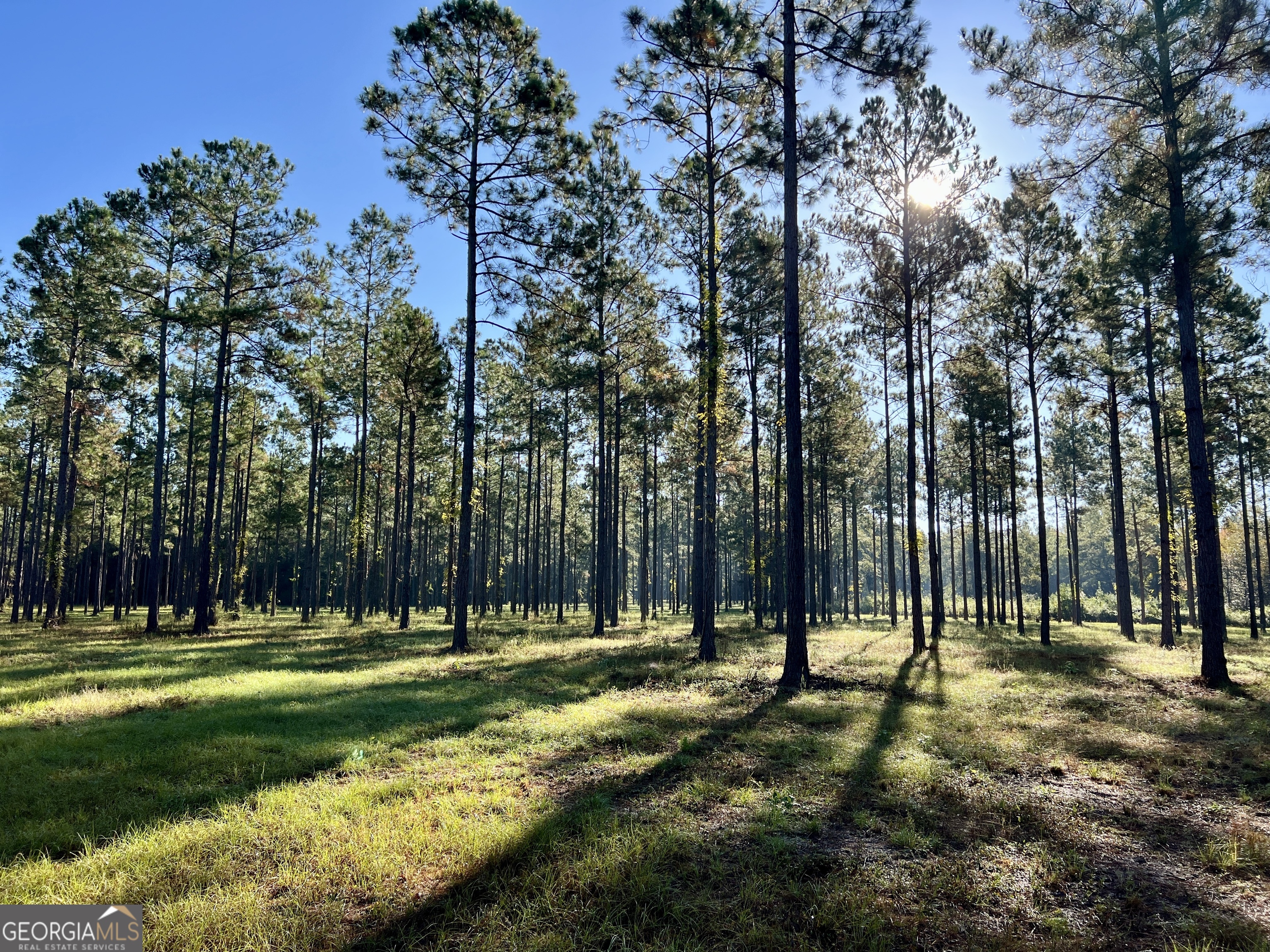 0 Lower River Road Eastman, GA 31023 - Photo 31 of 56 a view of park with trees