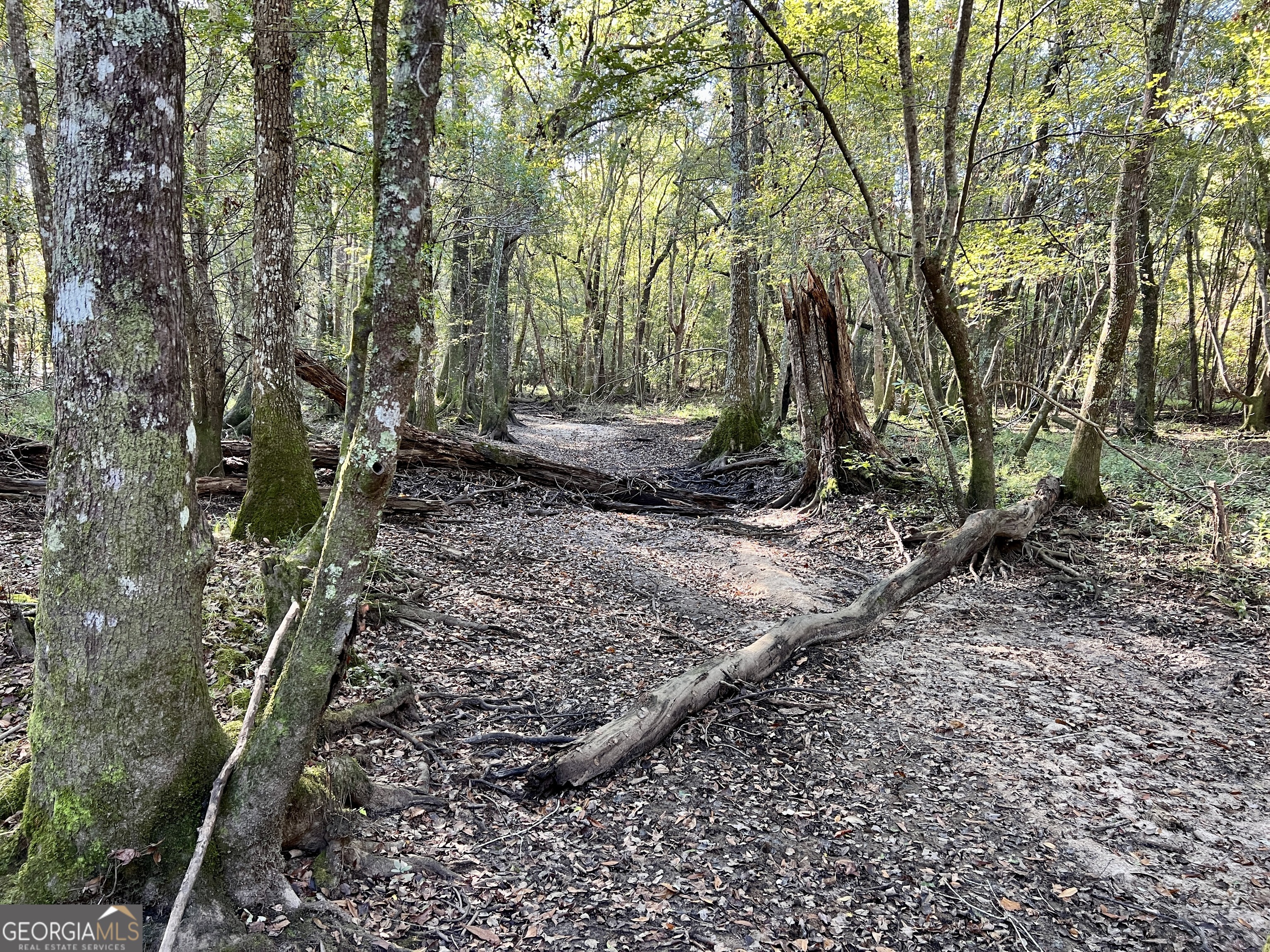 0 Lower River Road Eastman, GA 31023 - Photo 36 of 56 a view of a backyard with large trees