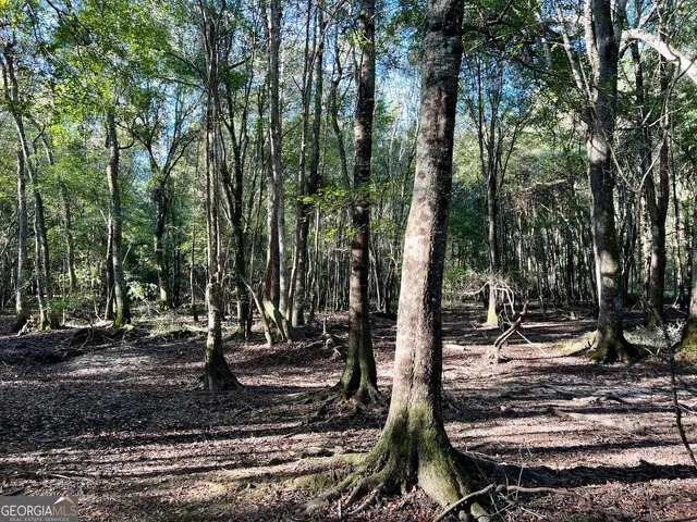 a view of a forest with trees in the background