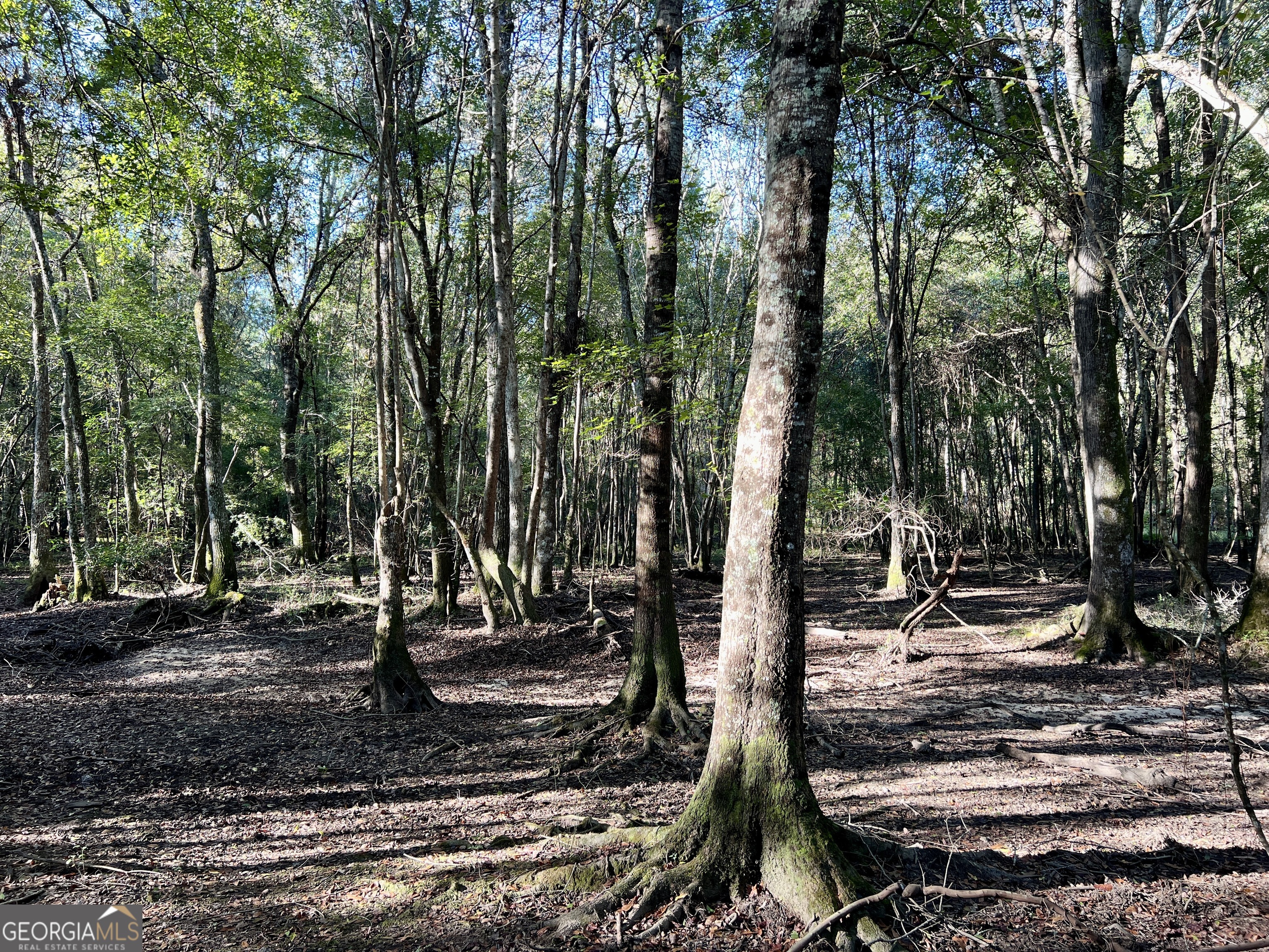 0 Lower River Road Eastman, GA 31023 - Photo 38 of 56 a view of a park with trees