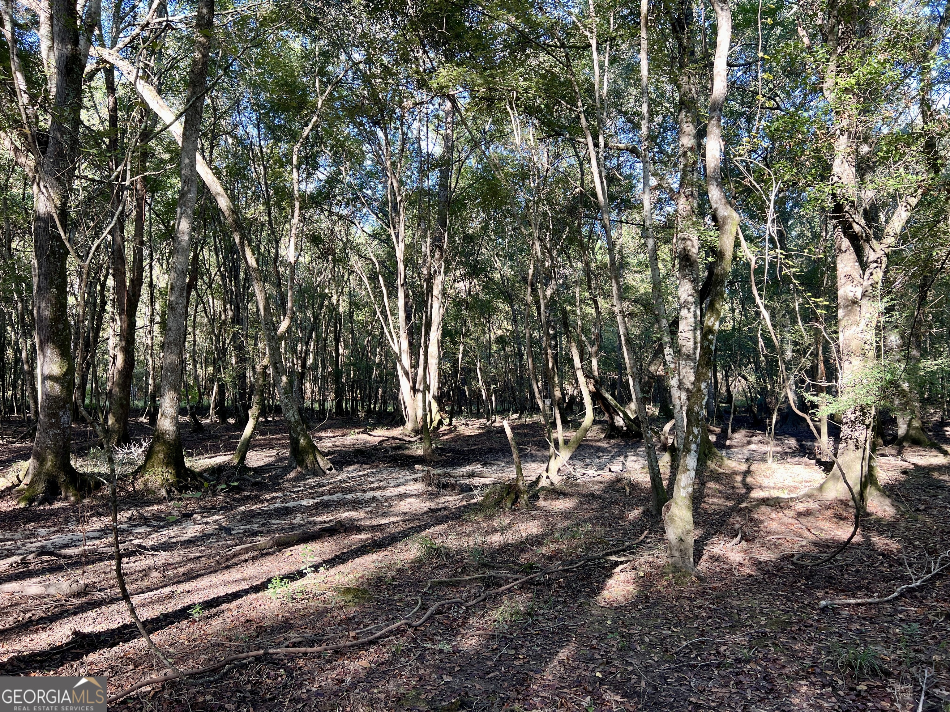 0 Lower River Road Eastman, GA 31023 - Photo 39 of 56 a view of a tree in a yard
